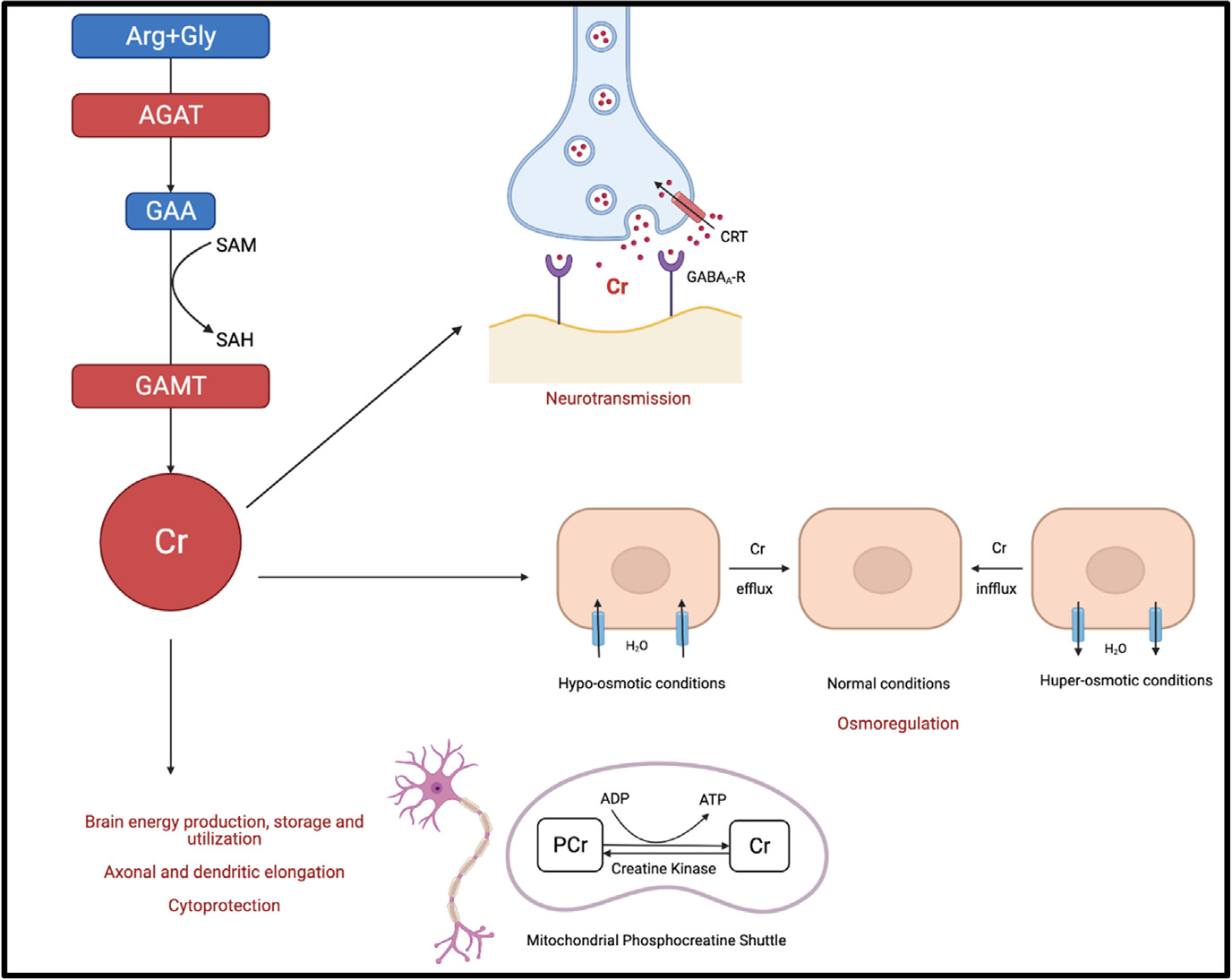 Diagram showing effects of creatine synthesis defects on cognitive function