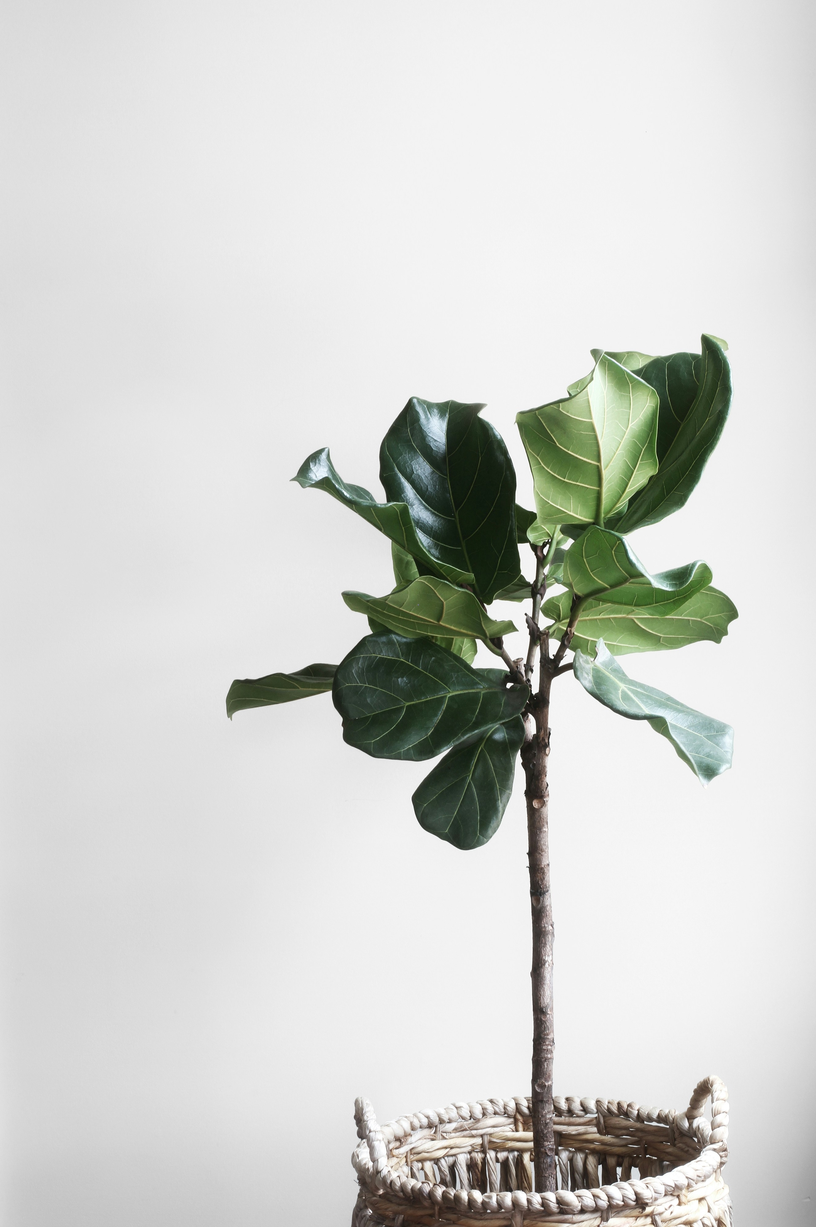 indoor plant stock image