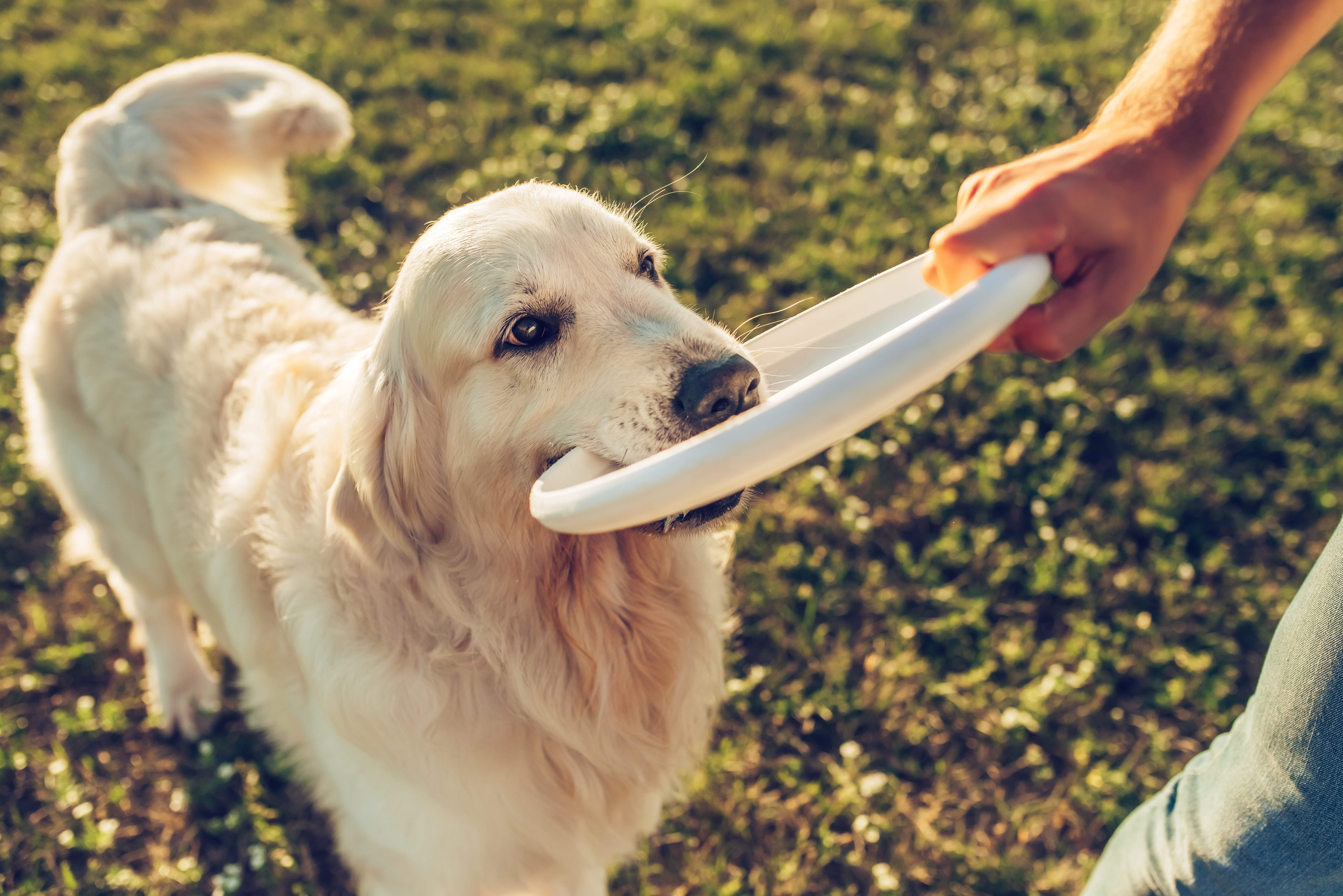dog with toy stock image