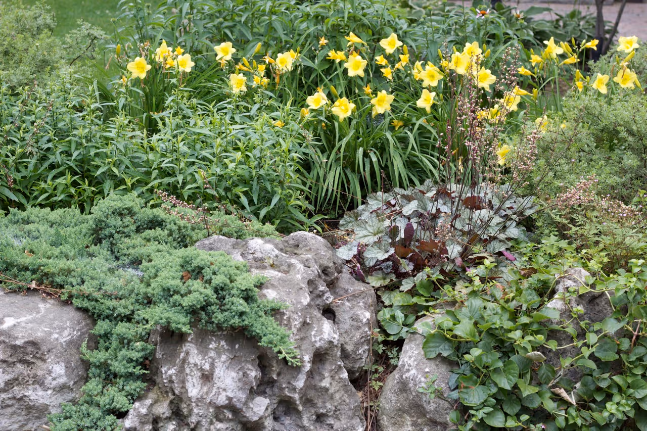 Ivy growing over natural stone creates natural garden design