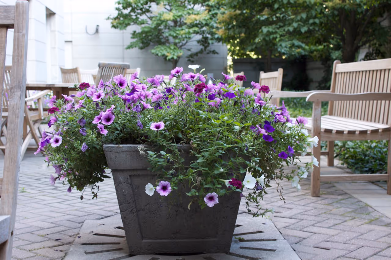 Large annuals planter at front of the building