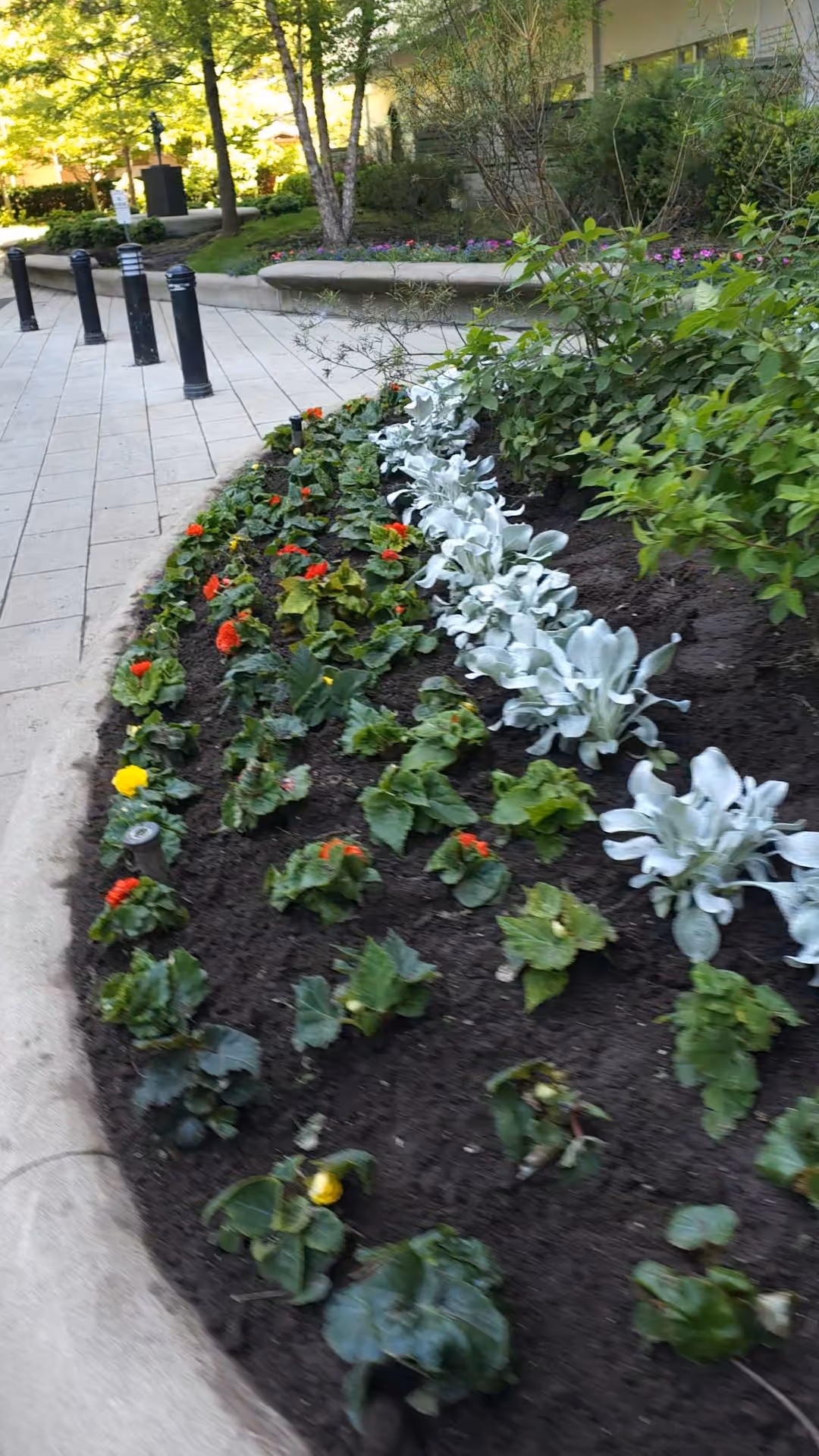 Large Annual Plantings