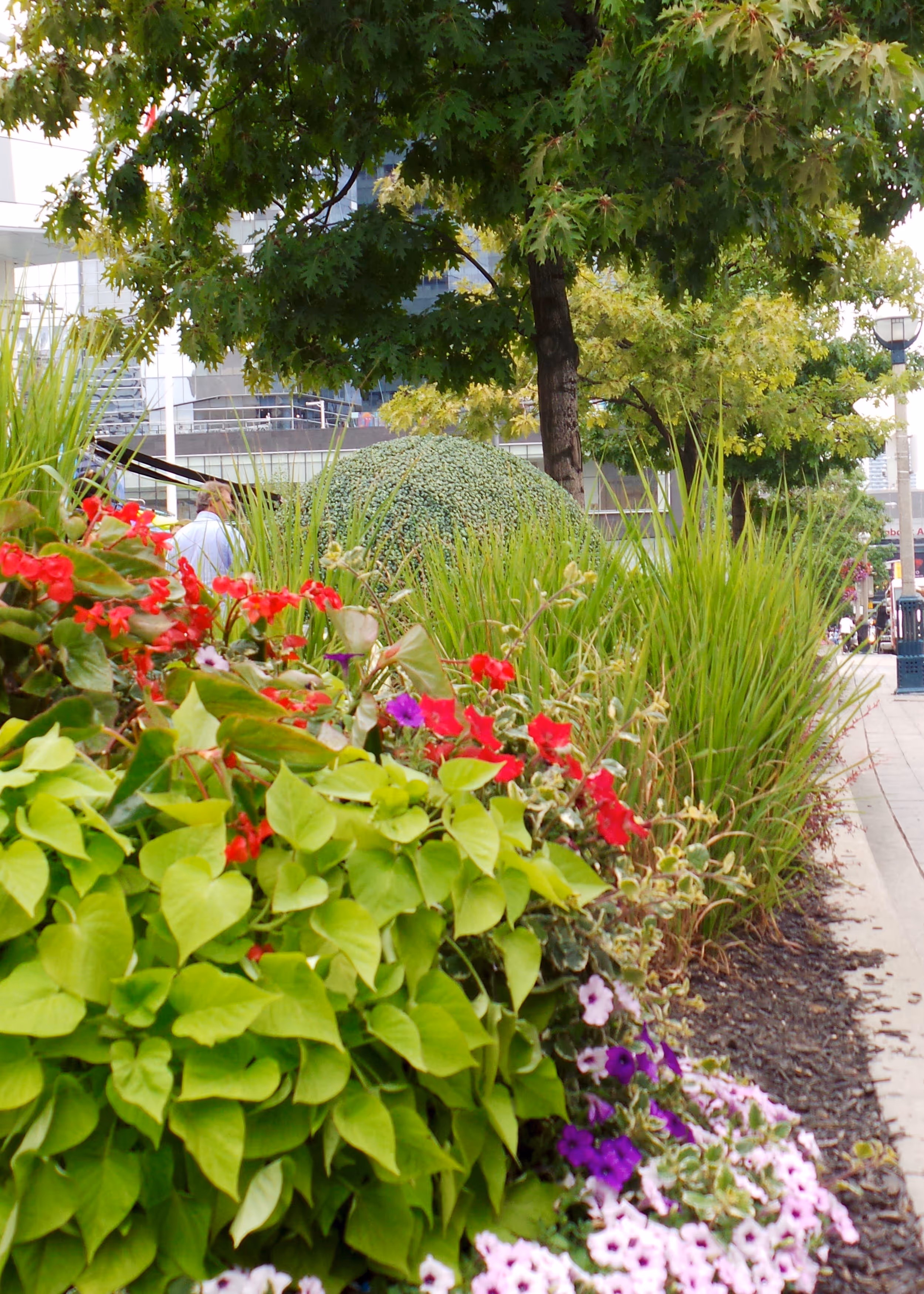 Hostas and other Perennials 