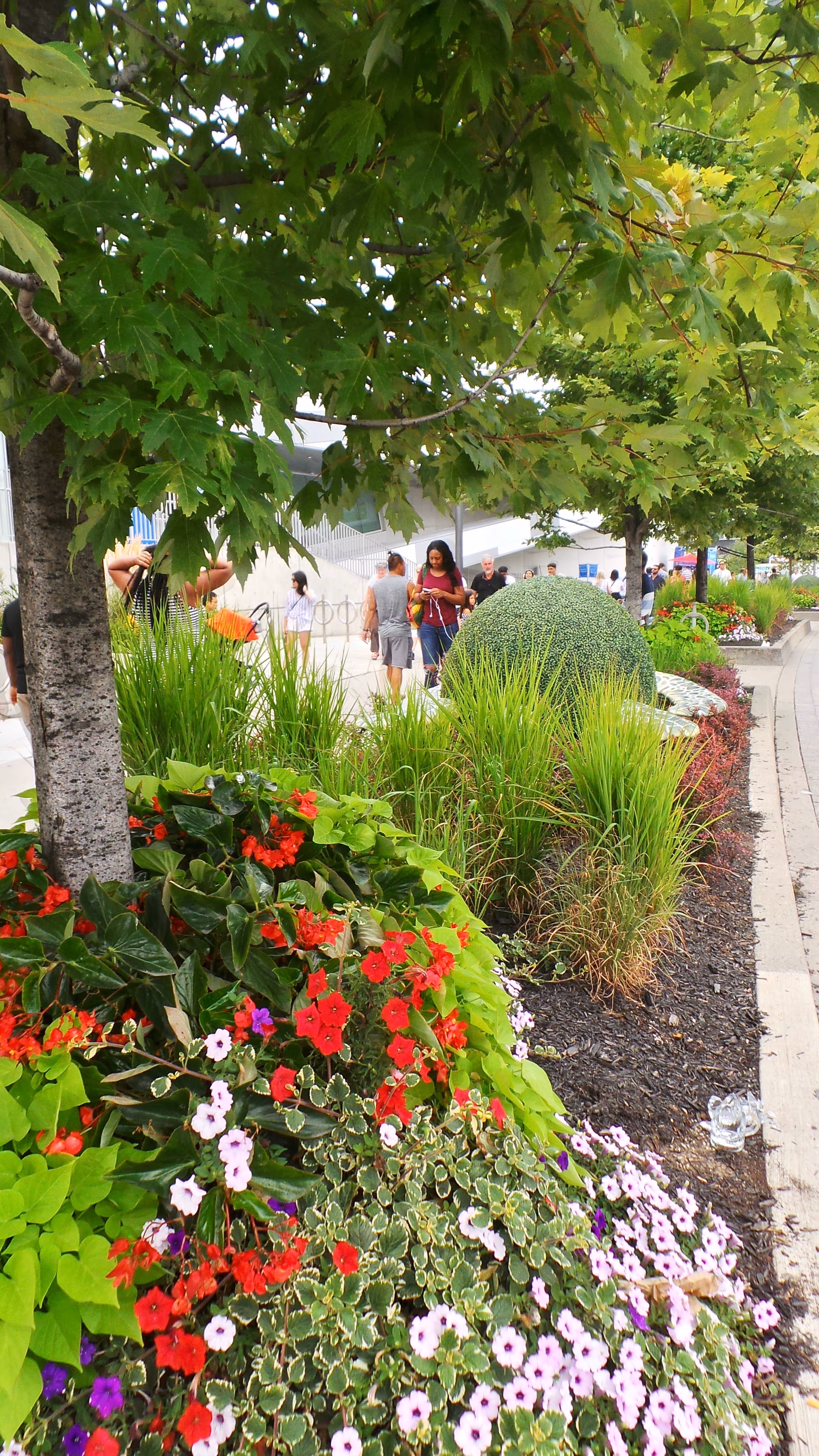 Birch tree and Perennials
