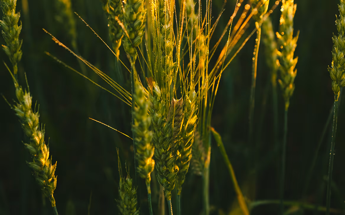 Close-up of green wheat stalks illuminated by golden sunlight against a dark background.