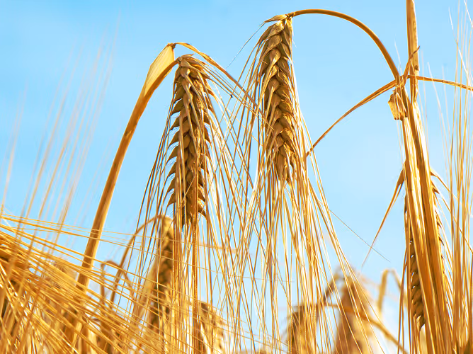 Close-up of golden wheat heads against a clear blue sky.