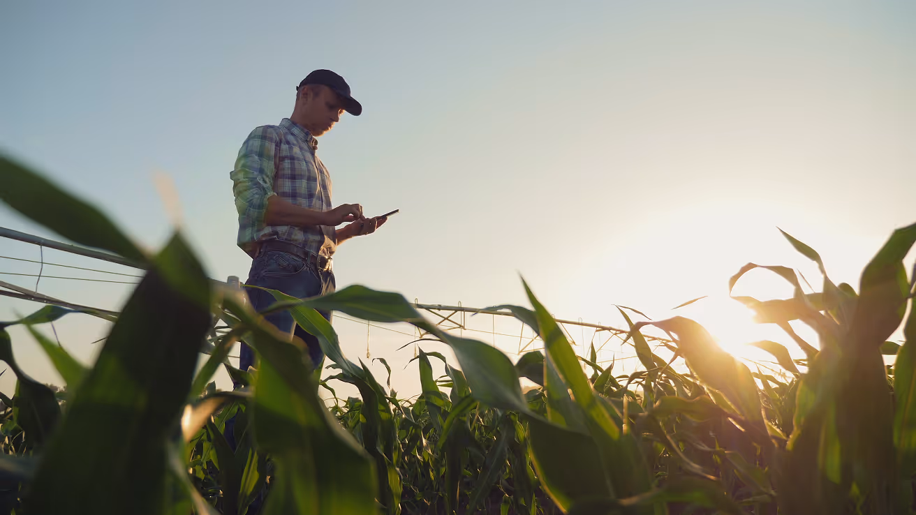 Farmer in a plaid shirt and cap using a smartphone in a green cornfield at sunset.