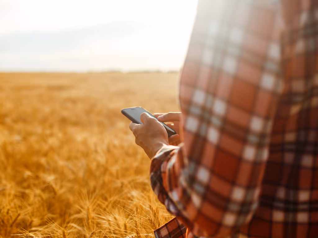 Person wearing a plaid shirt using a smartphone in a golden wheat field at sunset.