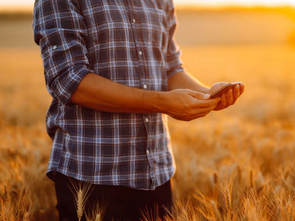 Person in plaid shirt using a smartphone in a golden wheat field at sunset.