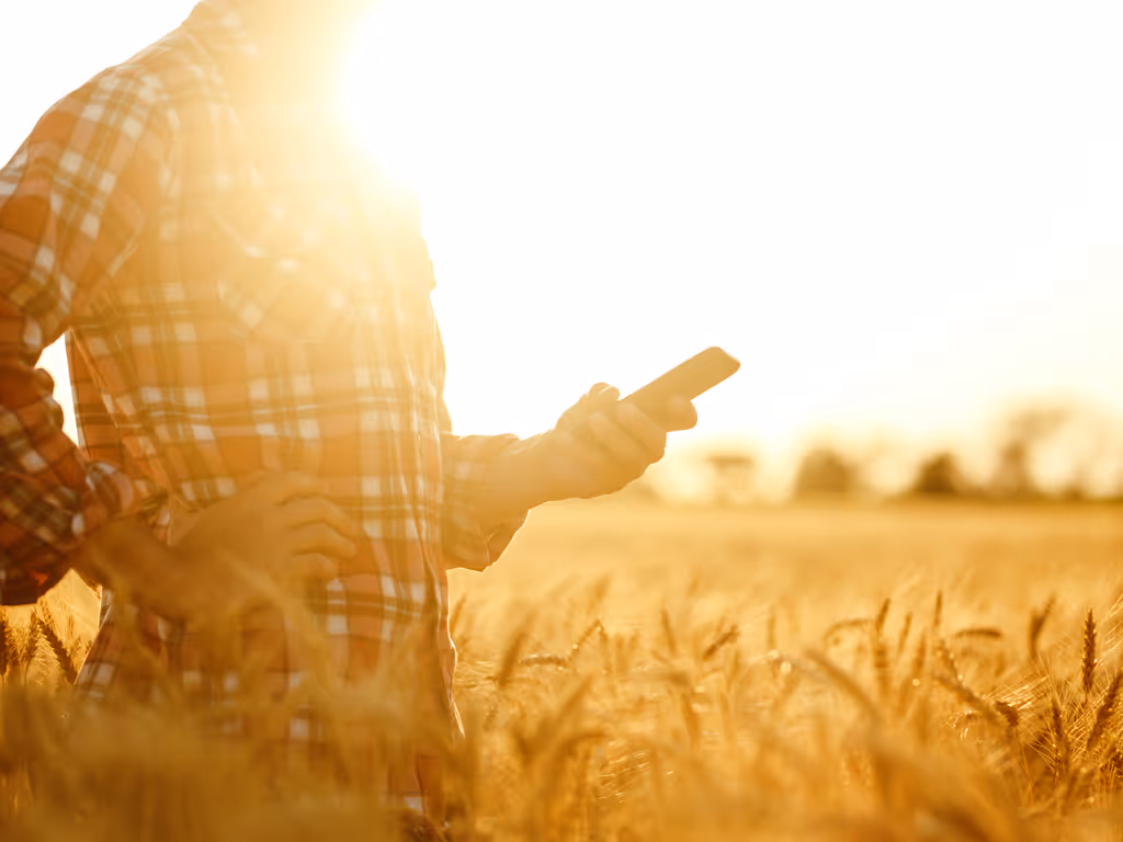 Person in a plaid shirt holding a smartphone standing in a sunlit wheat field.