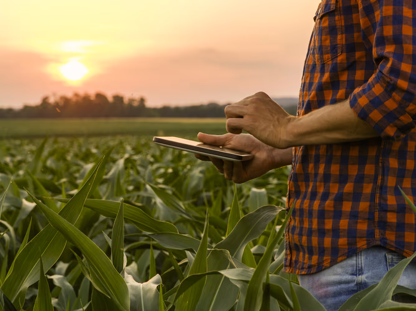 Person using a tablet in a green cornfield at sunset.