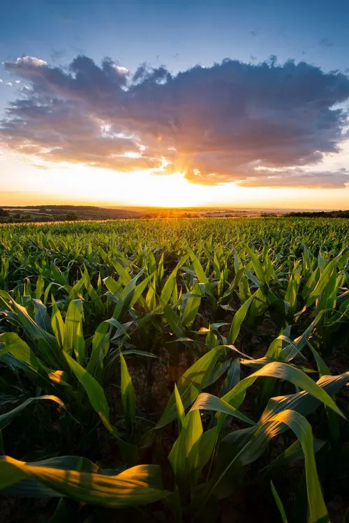 Sunset over a green cornfield with dramatic clouds in the sky.