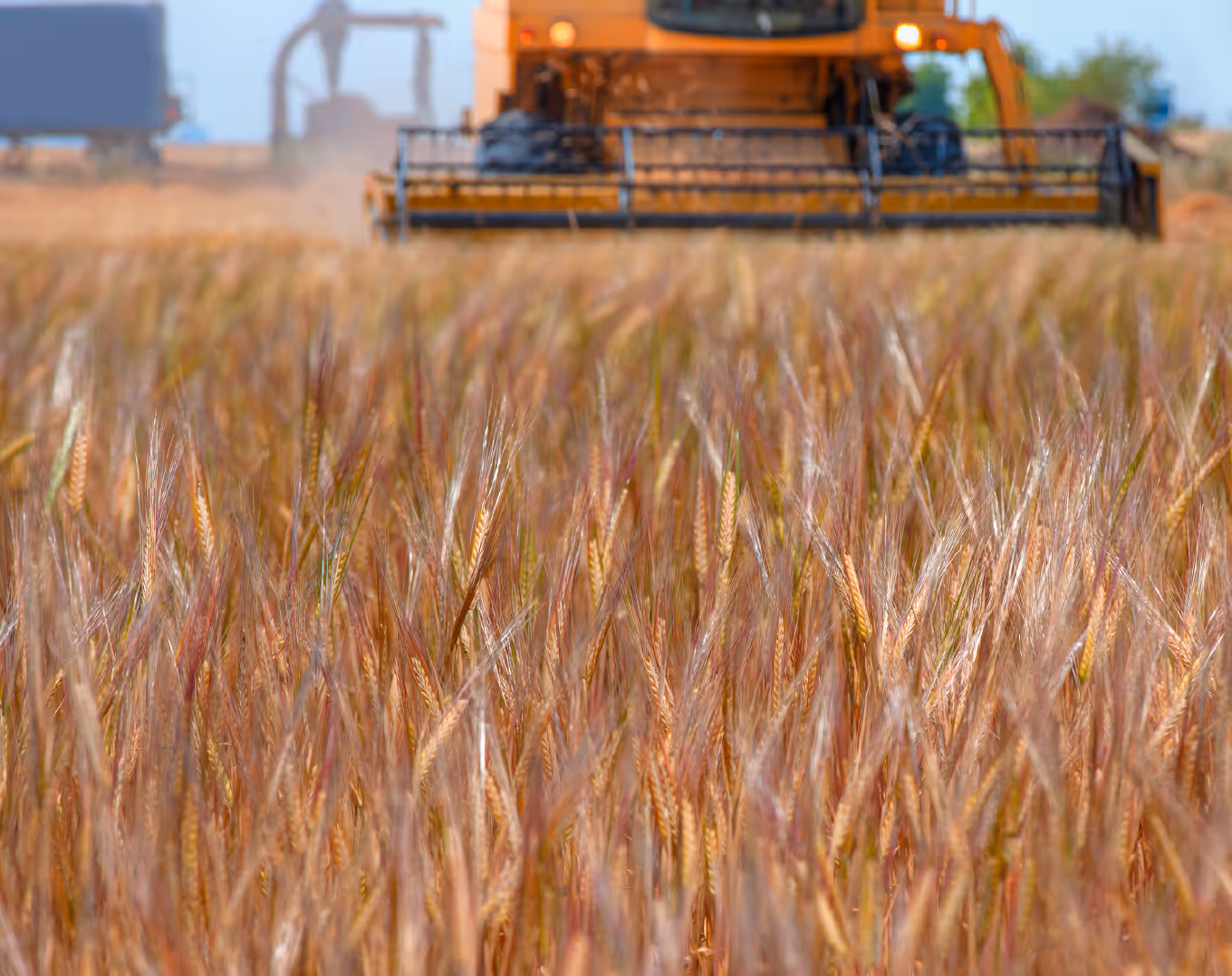 Close-up of ripe wheat in a field with a yellow combine harvester operating in the background.