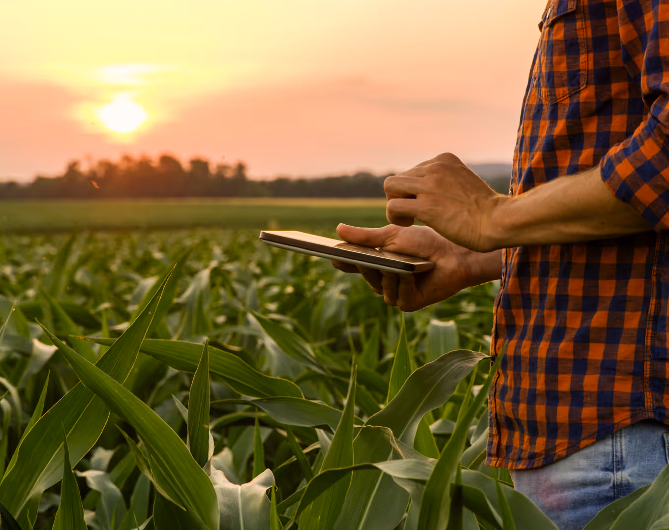 Person in a checkered shirt using a tablet in a green cornfield during sunset.