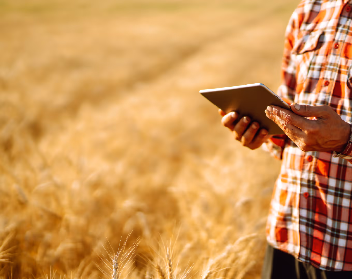 Person in a plaid shirt holding and using a tablet in a golden wheat field.