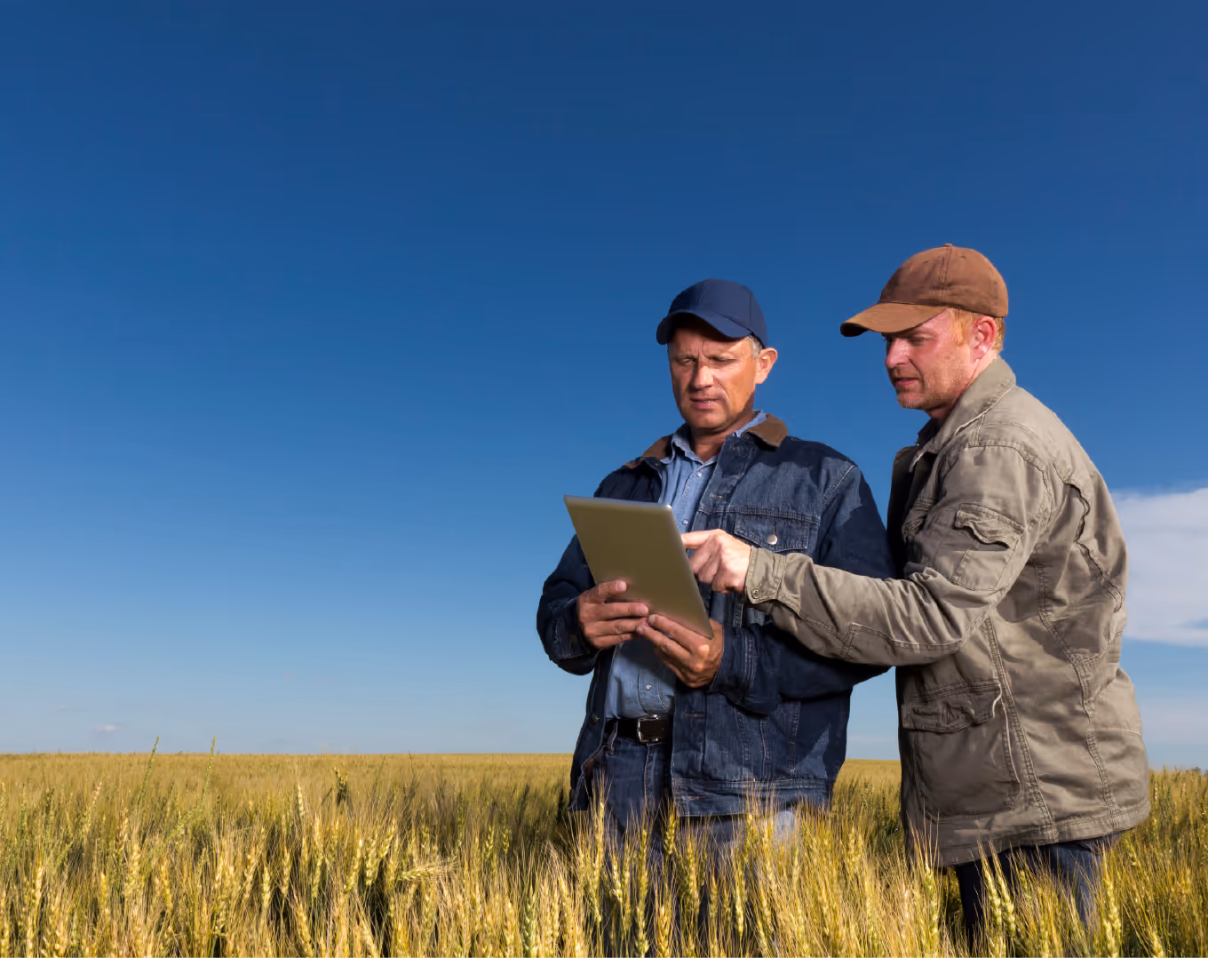 Two farmers in caps using a tablet while standing in a wheat field under a clear blue sky.