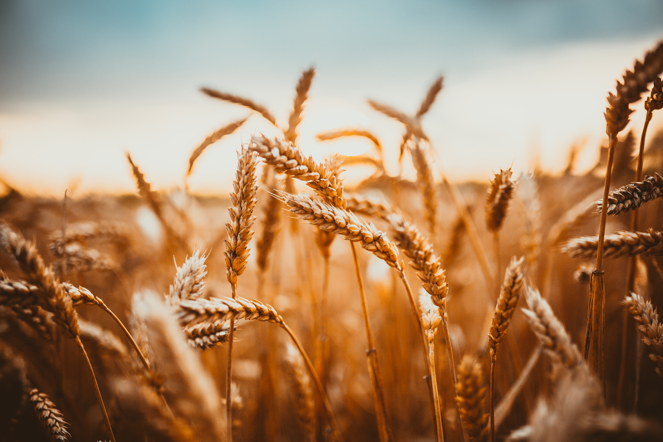 Wheat field at sunset