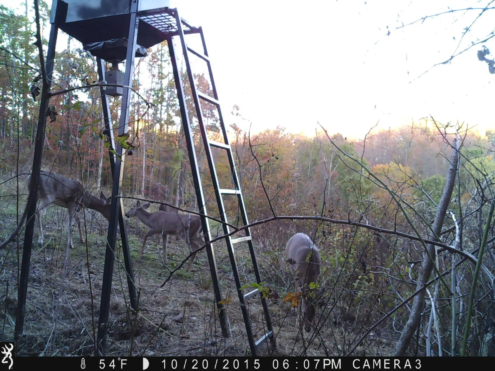 des eck welding deer feeder feeding deer in deer cam