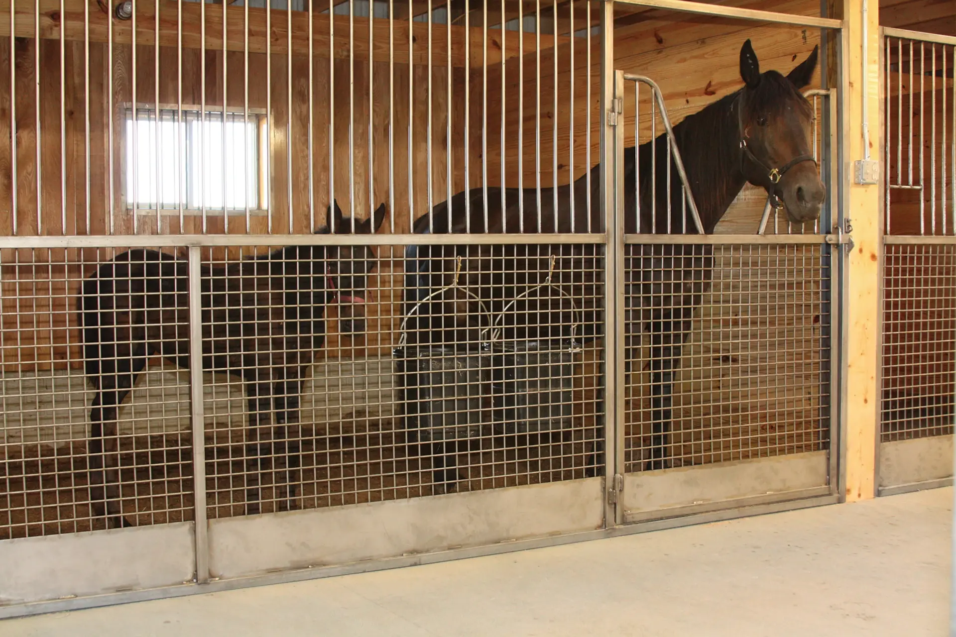 metal stall front with horses in stall