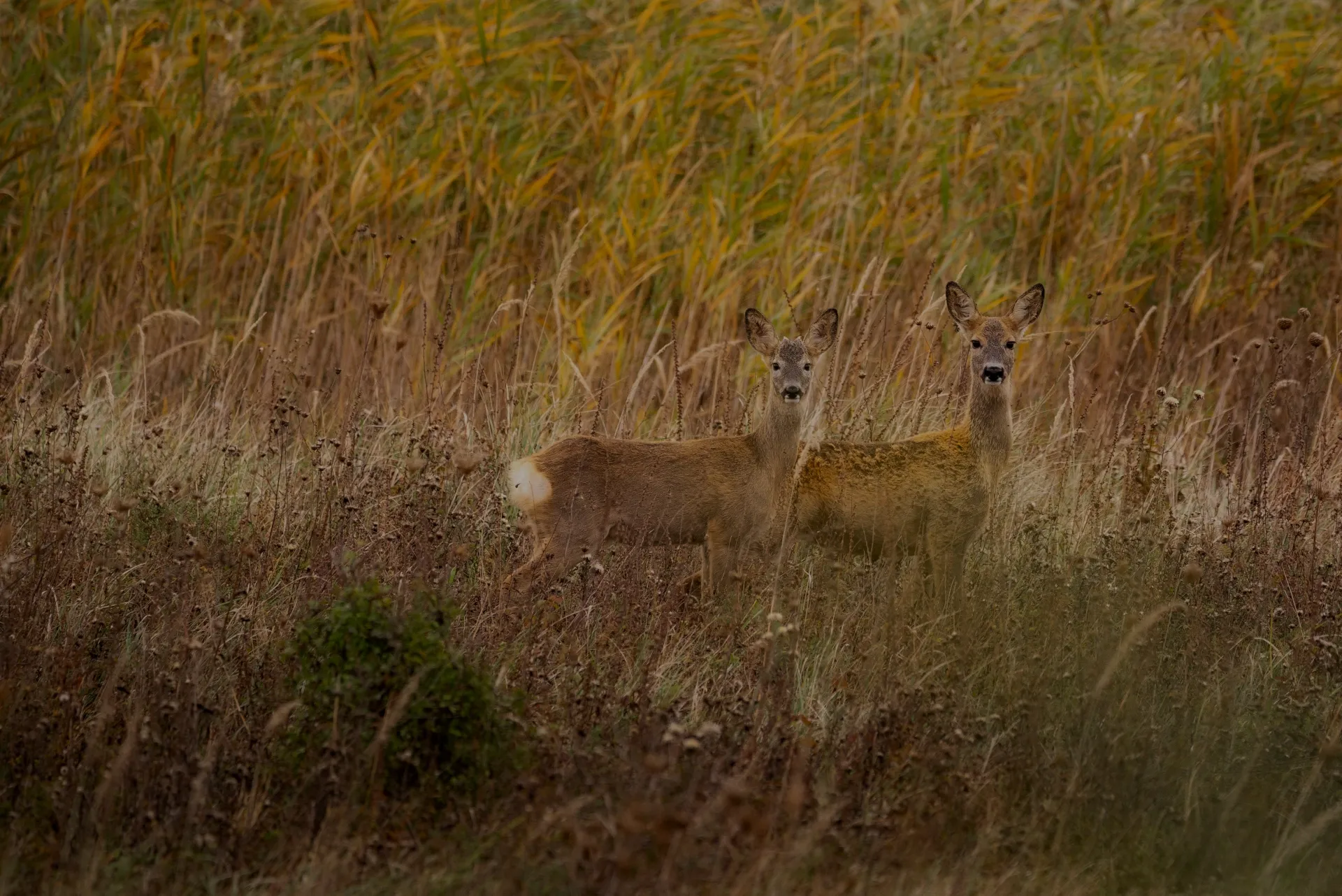 two deer standing in meadow