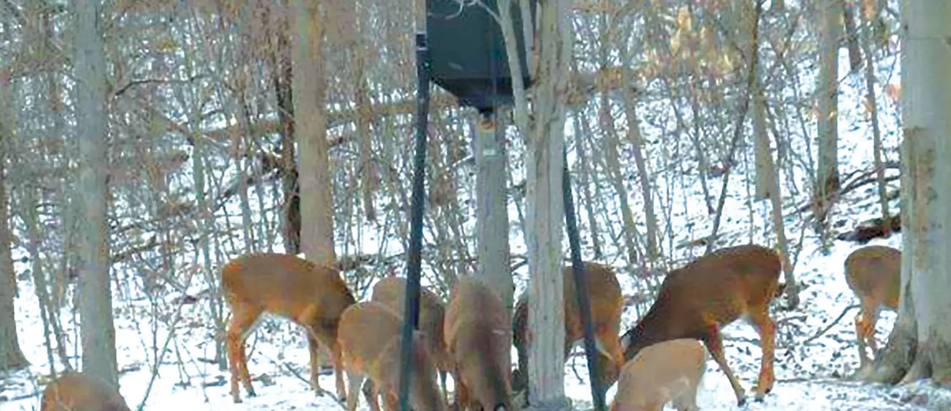 des eck welding deer feeder deer eating in winter no overlay