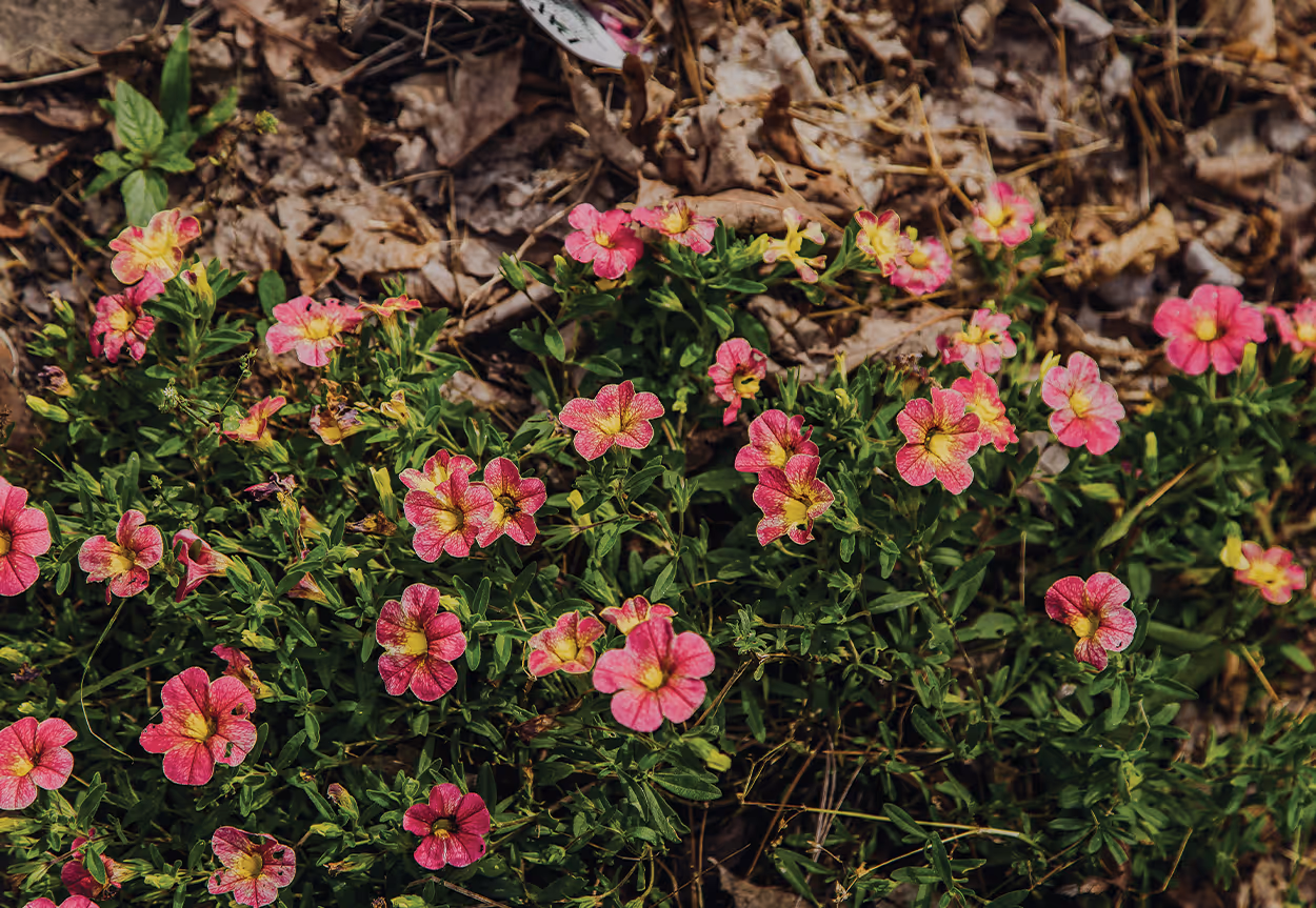 Flowers at Lookout Mountain Conservancy 