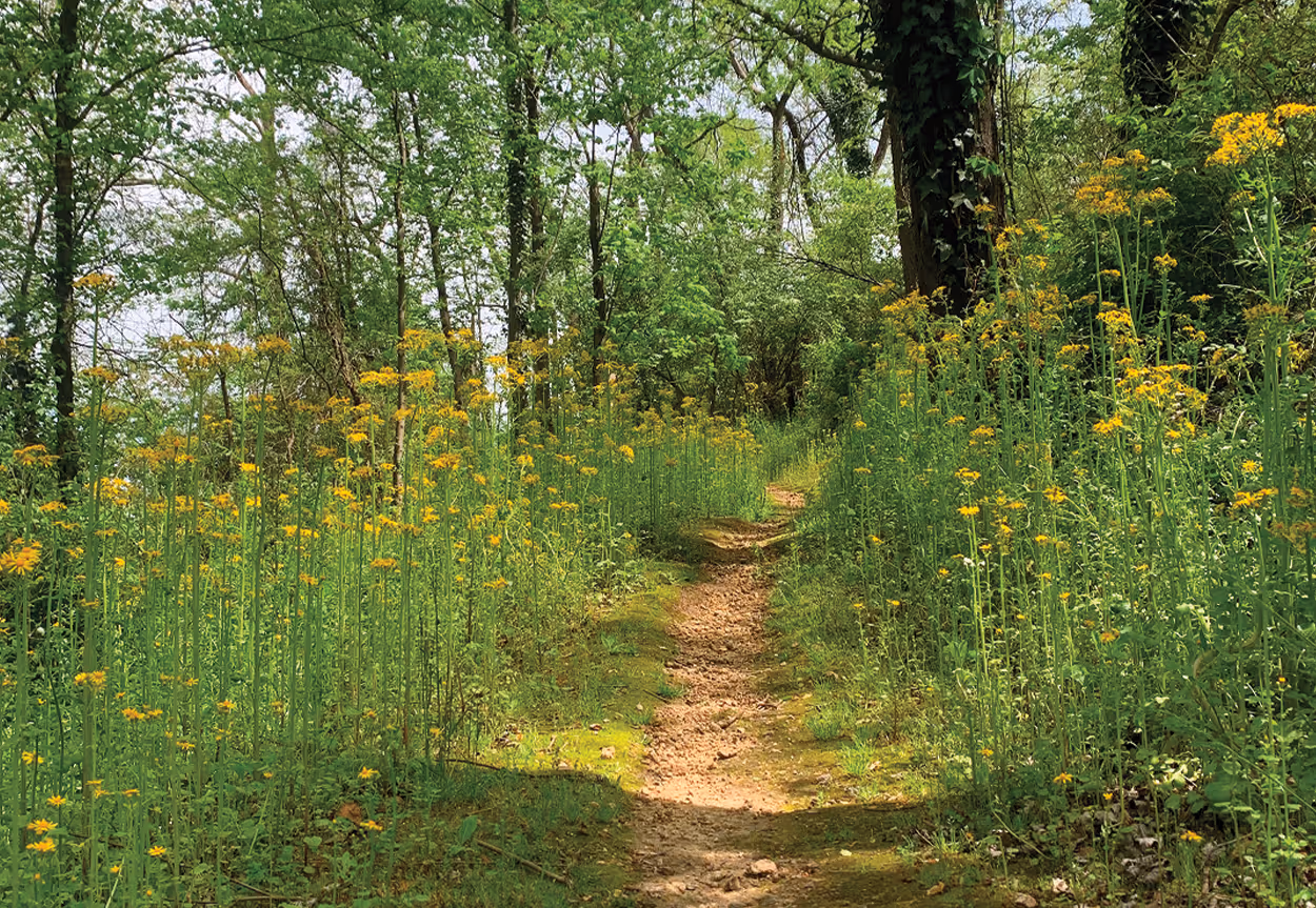 Flowers on the trail