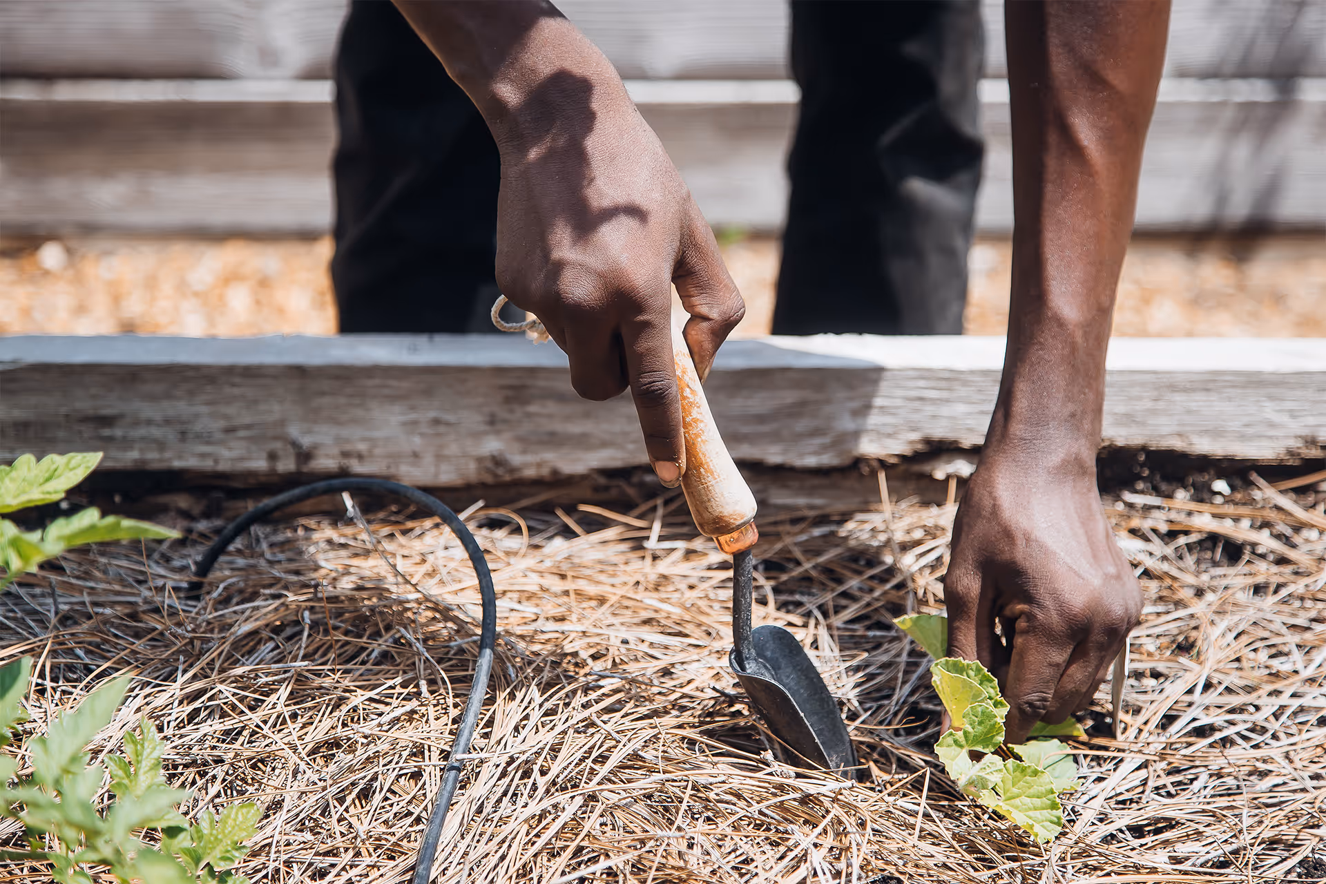 Howard Student Interns at the Greenhouse