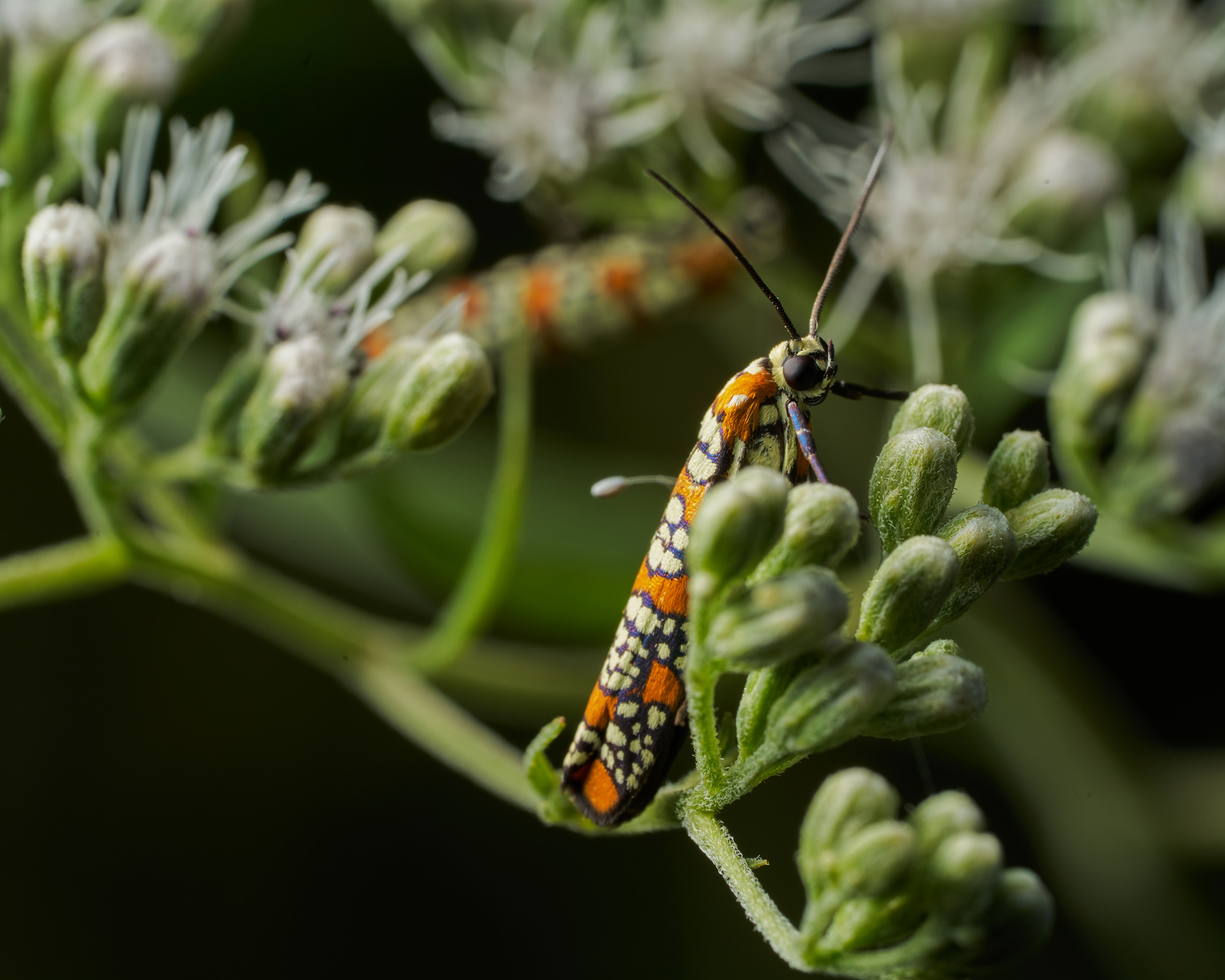 Howard School Interns climb a boulder