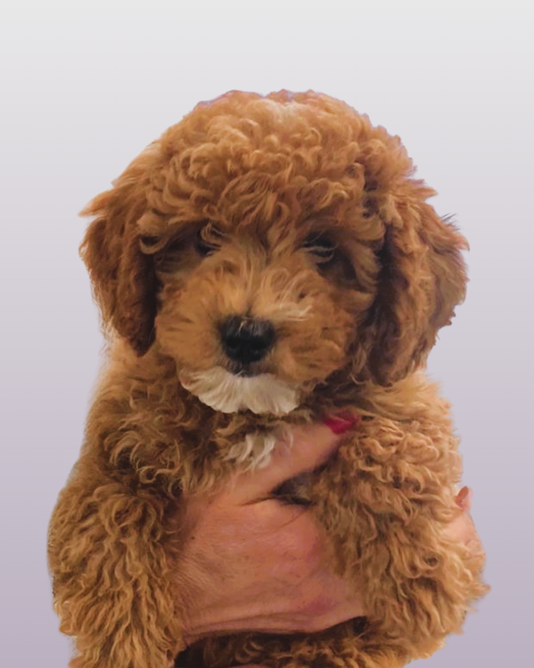 Willow
