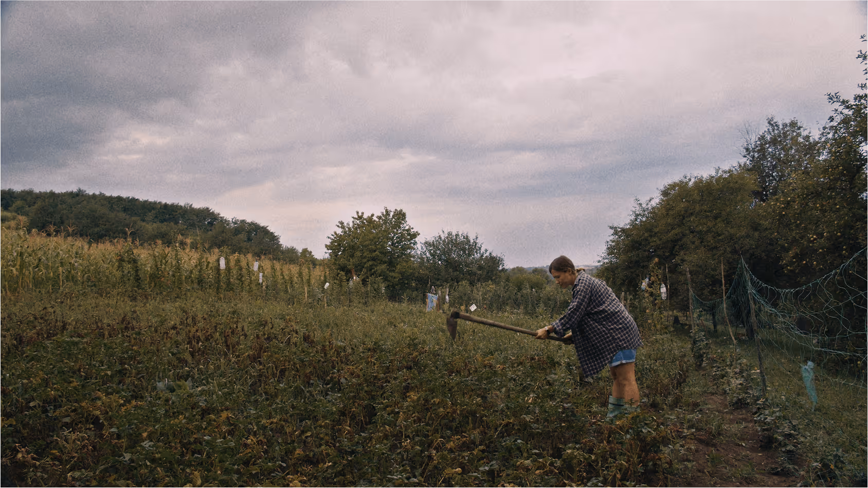 A photo of a lady using a hoe in a farmers field in romania.