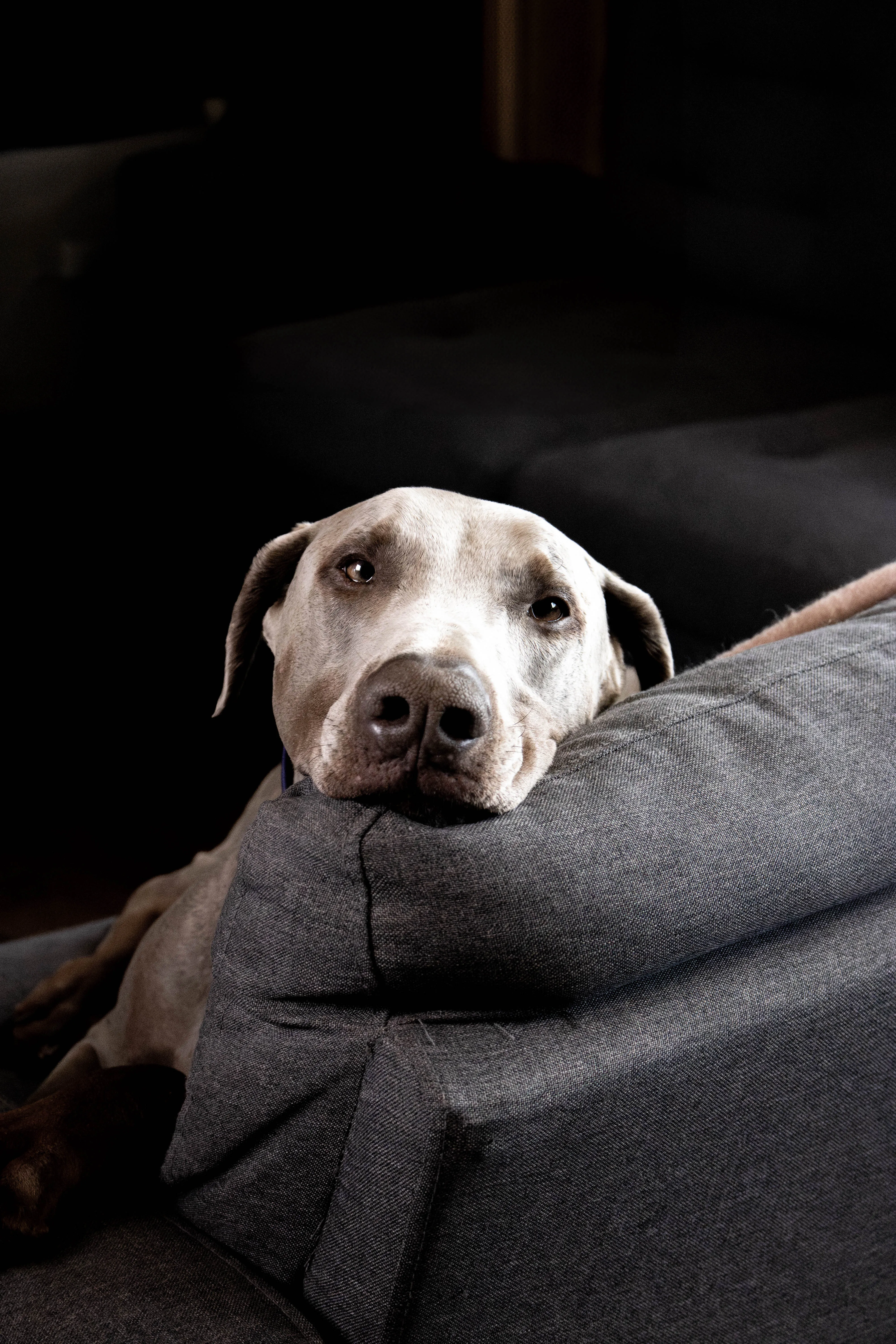 A dog laying it's head on the back of a couch