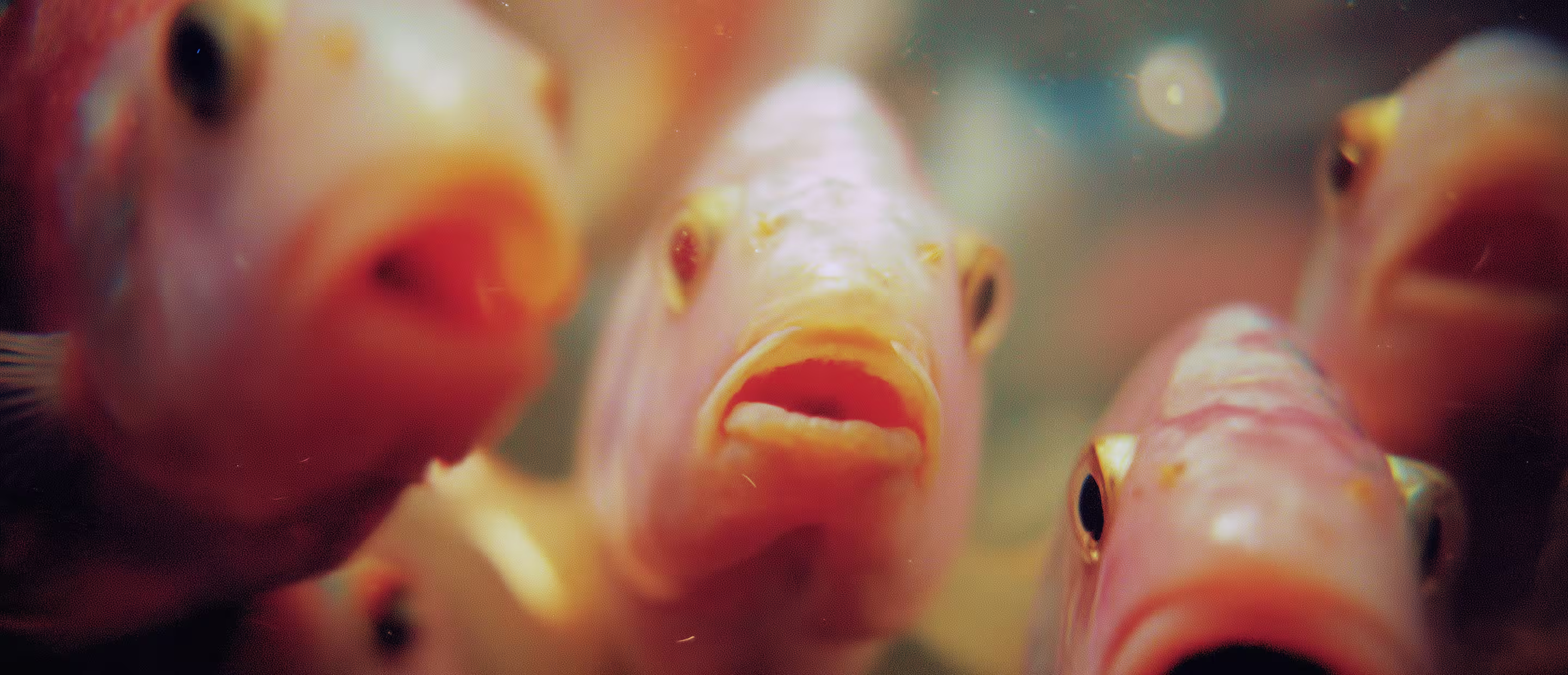 Nahaufnahme von mehreren Fischen mit geöffnetem Maul unter Wasser.