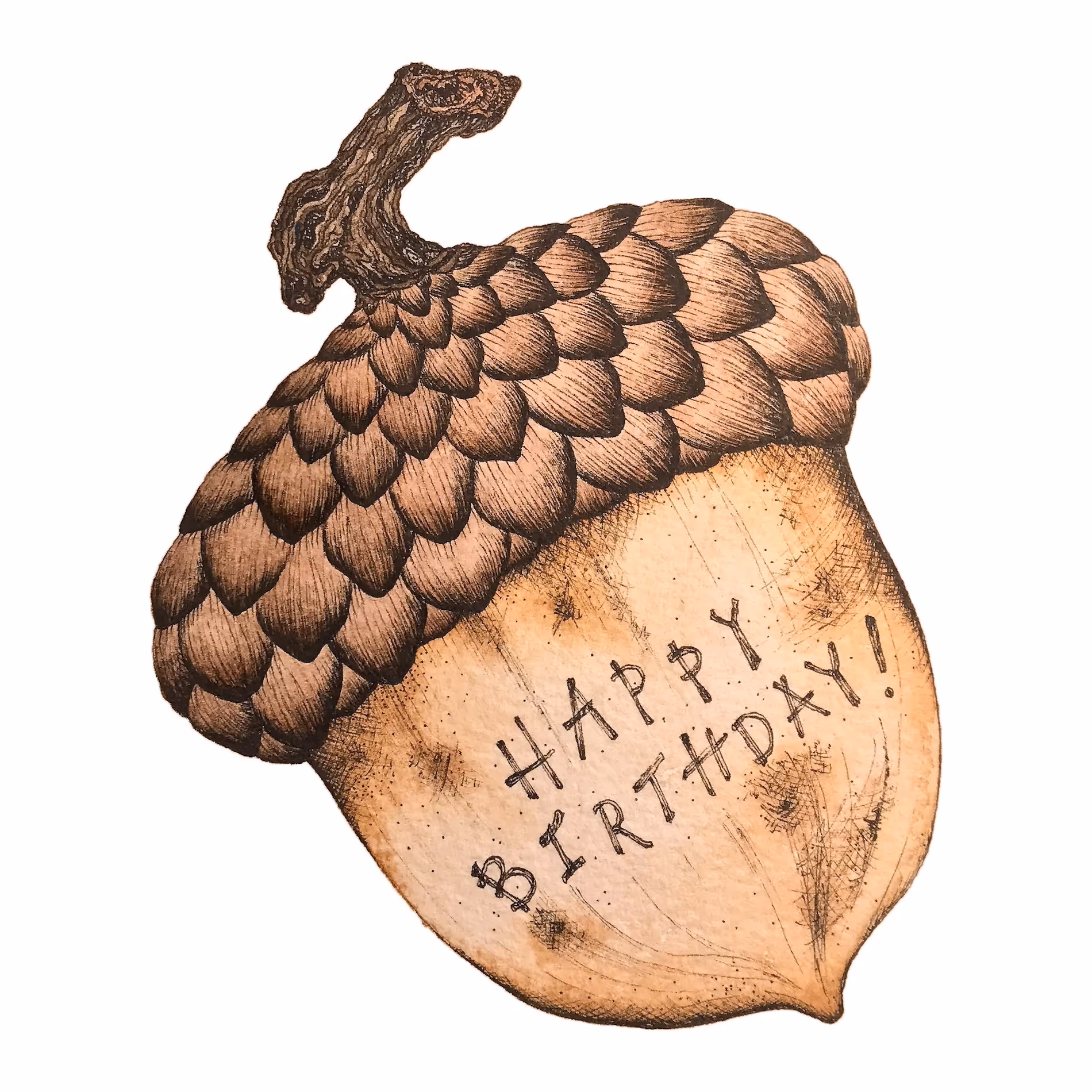 Detailed watercolor and pen illustration of an acorn with text: Happy Birthday!