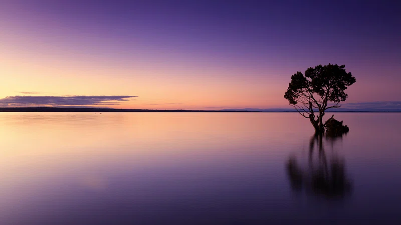 A lone tree in calm water at sunset with a purple and orange sky.