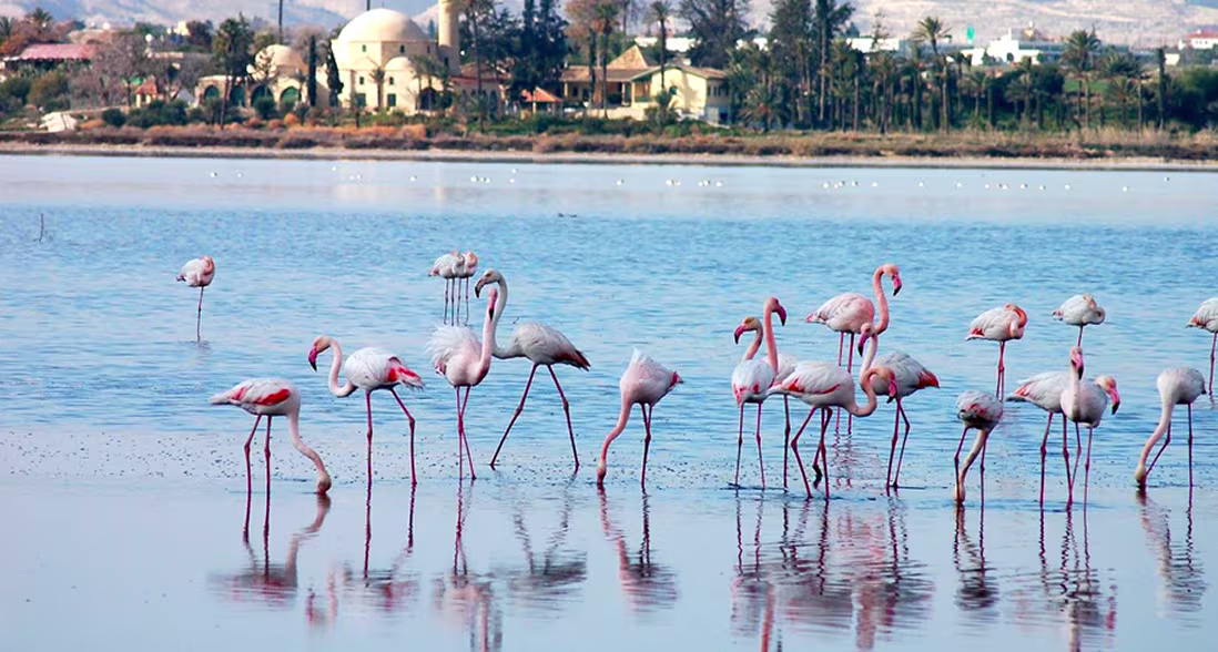 Larnaca Salt Lake