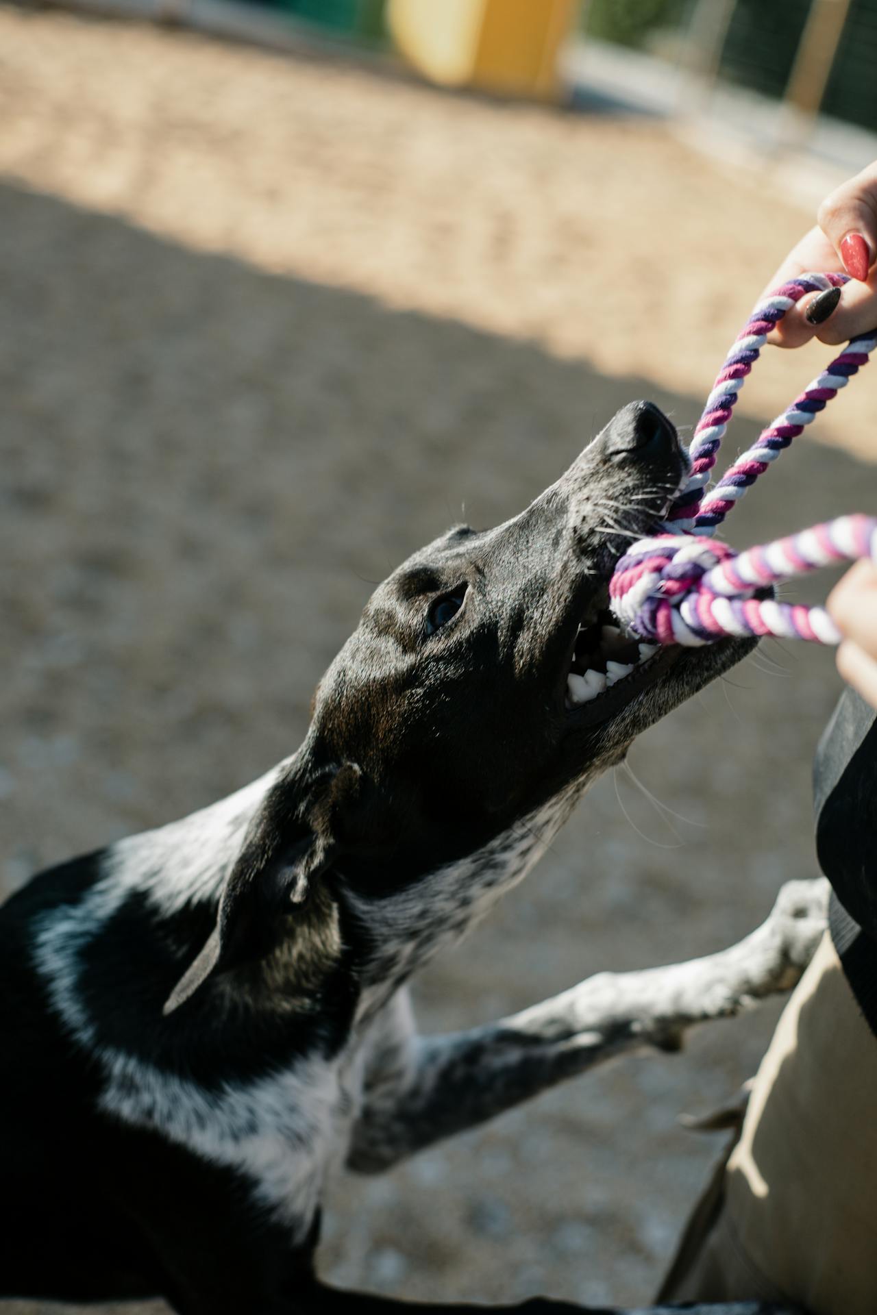A dog tugging on a purple and white rope toy with a person's hand visible.