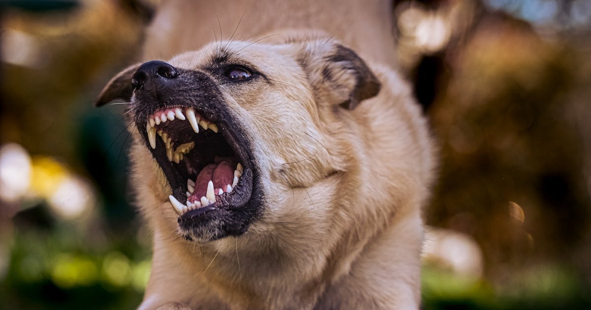 What to Do After a Dog Bite Incident in Los Angeles
