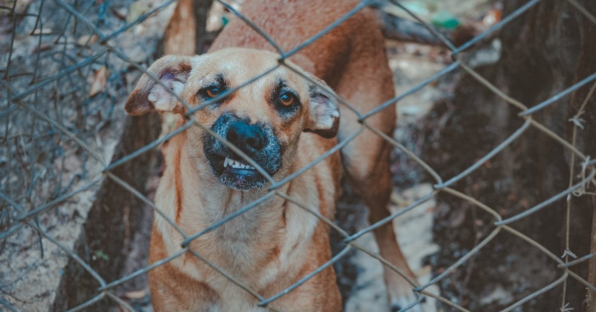 Filing a Lawsuit for an Unprovoked Dog Bite