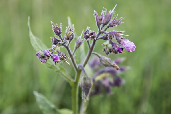 Comfrey