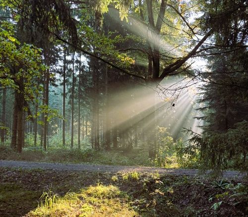 Sonnenstrahlen im Wald rund um das Personal Strategy House – Natur als Quelle für Ruhe, Kraft und Klarheit.