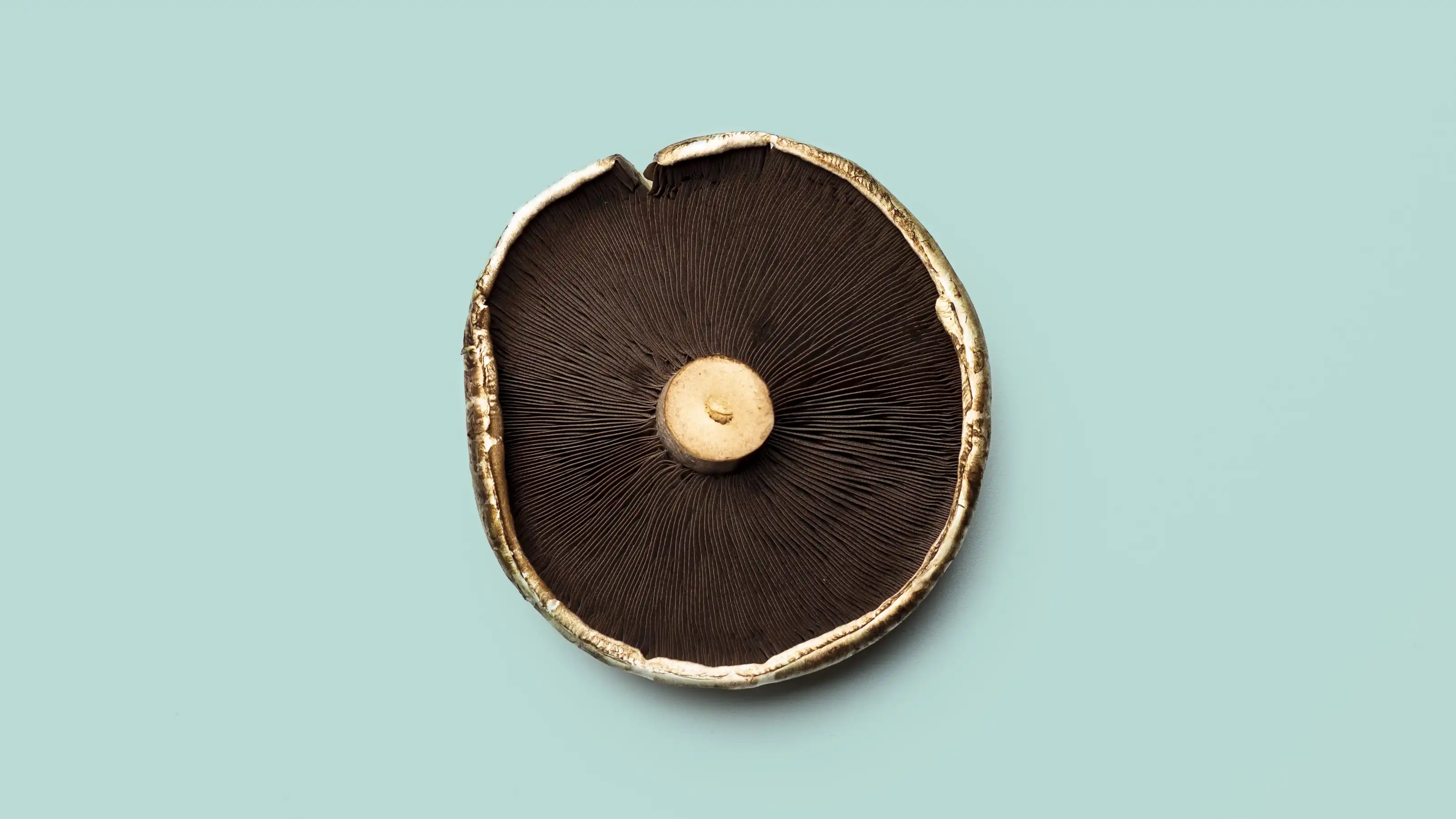 StudioFava - mushroom