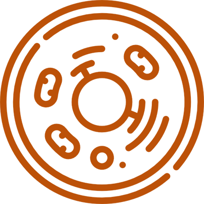 StudioFava - domain Cell Based