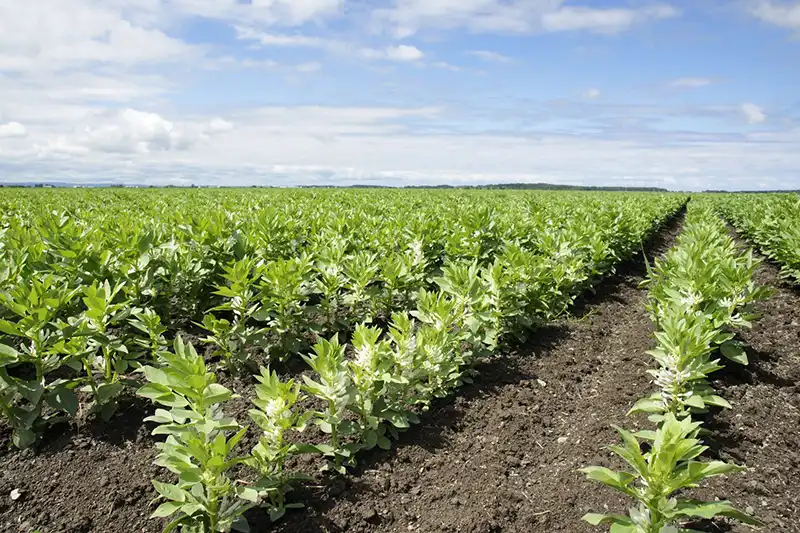 StudioFava - Future food development - Fieldlab: Bean me up!