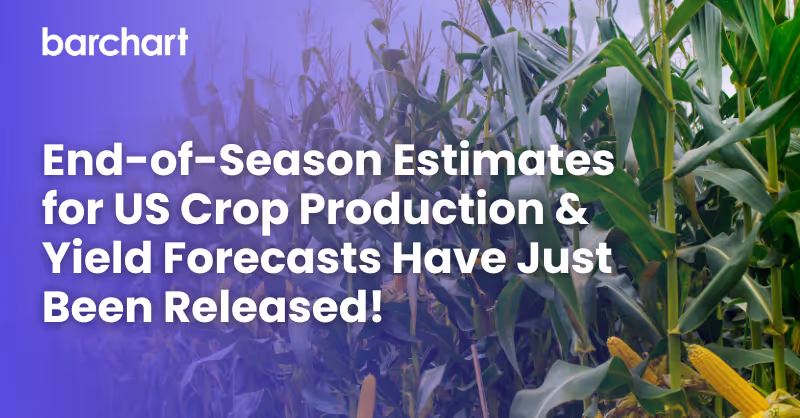Barchart Predicts Corn End-of-Season Yield Above The USDA’s Latest Forecast