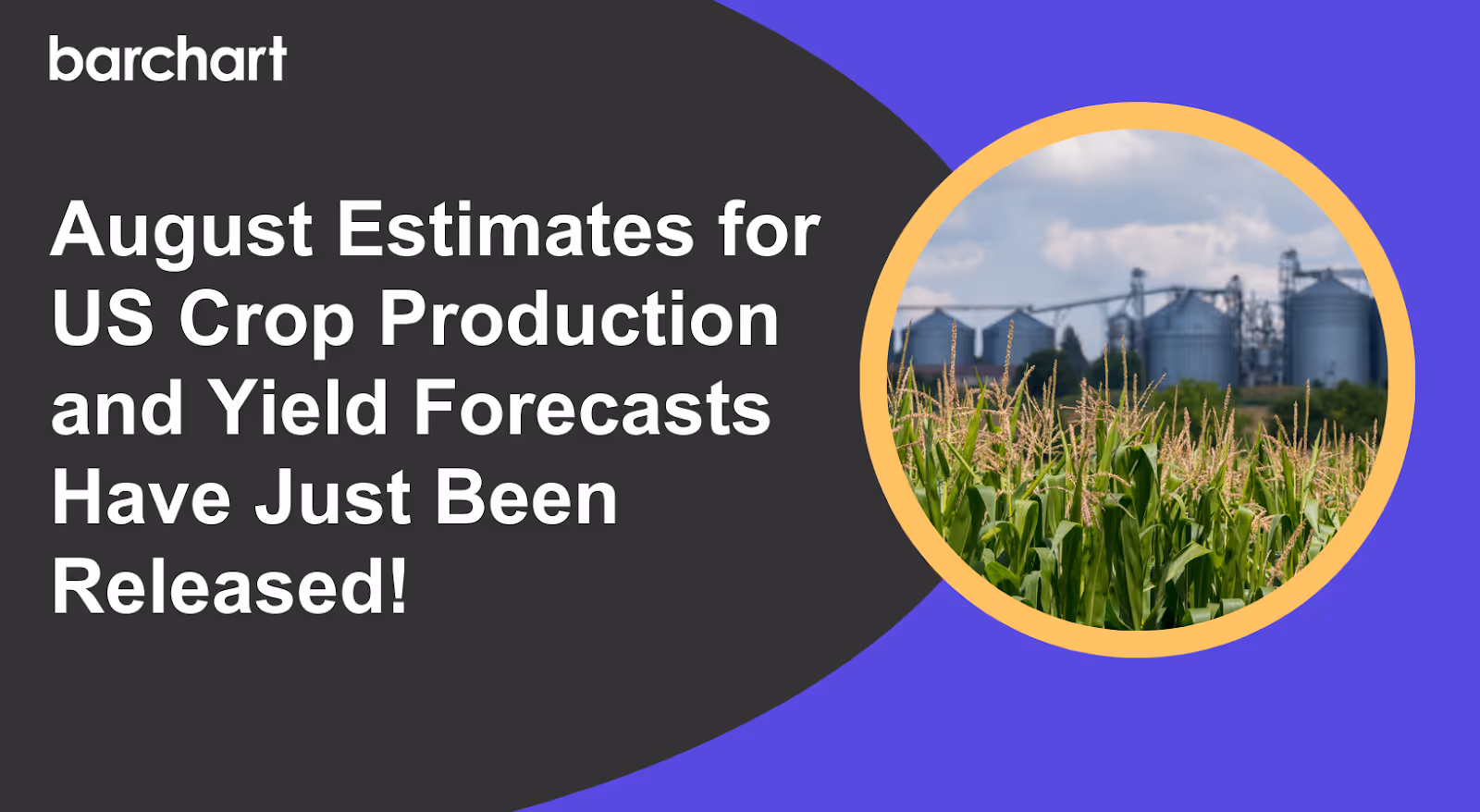 Barchart Predicts Corn Yield Above The USDA’s Latest Forecast