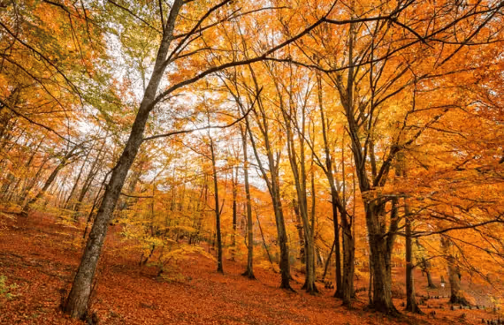 Forest with tall trees displaying vibrant orange and yellow autumn foliage and a ground covered in fallen leaves.