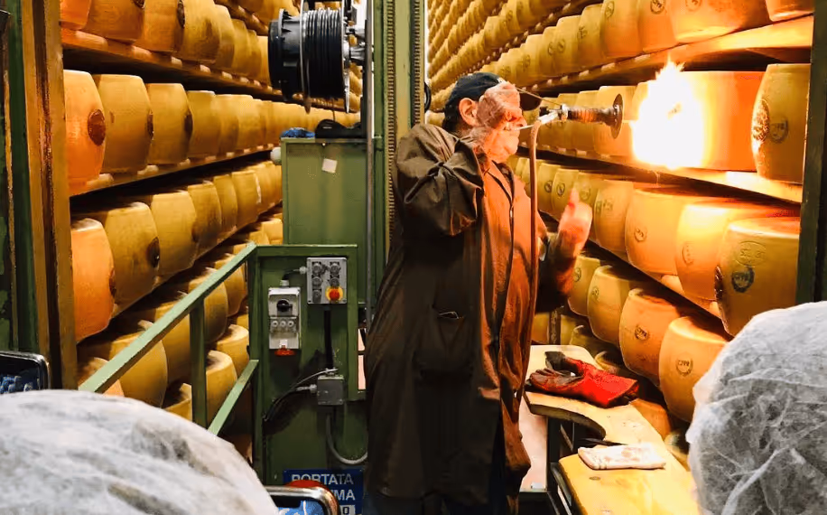 Worker uses a torch to treat large wheels of cheese aging on shelves in a cheese aging room.