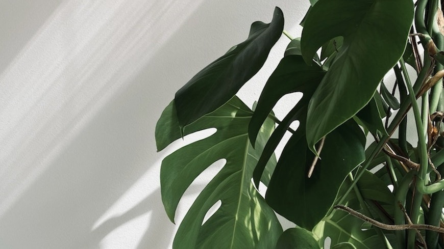light through plant leaves