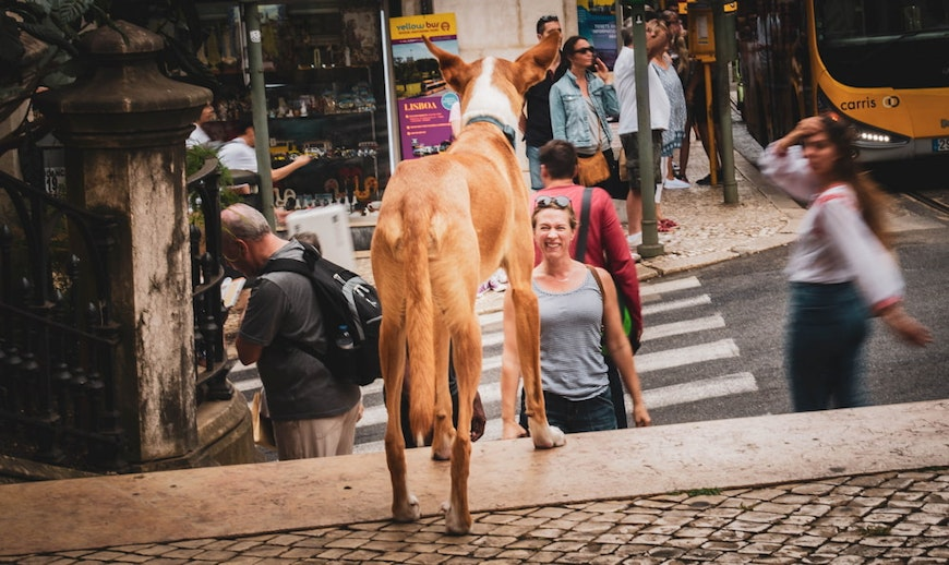 dog on street corner